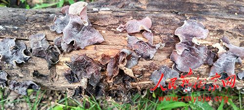 �����꣺���Ƶسǡ�ʰ�ţ���ľ�����