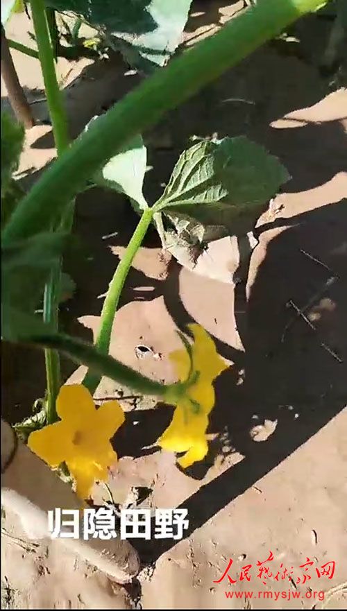 ��ɽ���Ƶ۳ǡ���԰��