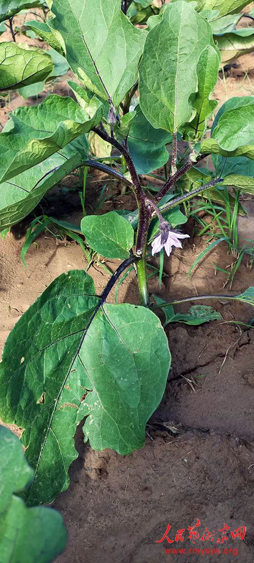 ��ɽ���Ƶ۳ǡ���԰��